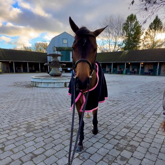 Meet your Posher, Sadie - Picture 1 of 1